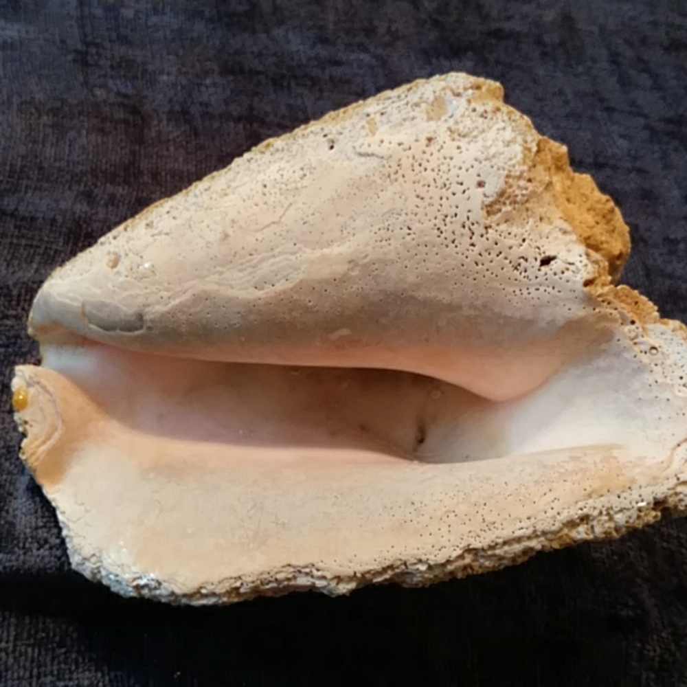Conch Shell - Picture 6 of 6